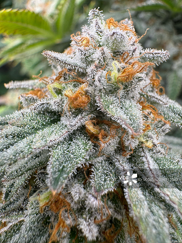 冰冻植物的特写，华盛顿州斯波坎，美国图片素材