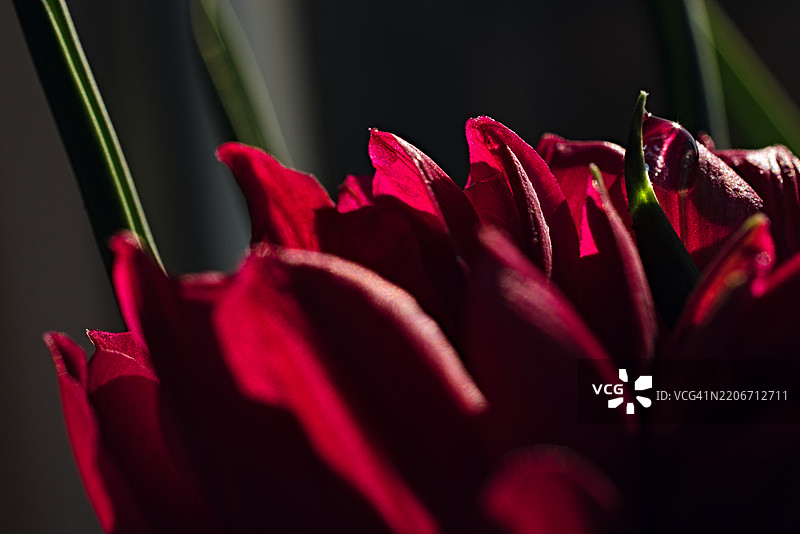 红色花朵特写，德国图片素材