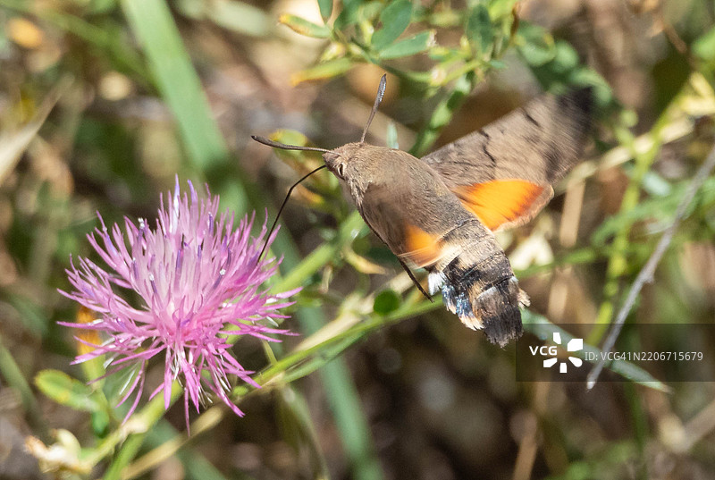 西班牙紫色花朵上的蝴蝶特写图片素材