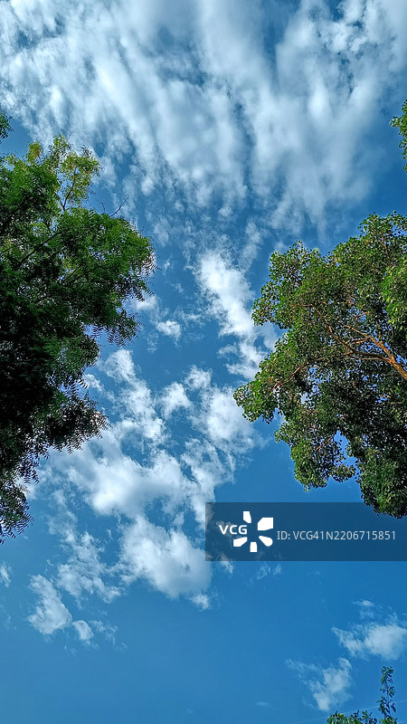 低角度视图的树木与蓝天相映图片素材