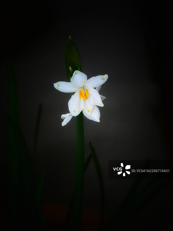 每朵花都是大自然写的诗。图片素材