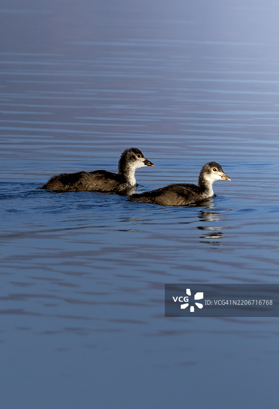 印度湖中游泳的鸭子侧面视图图片素材