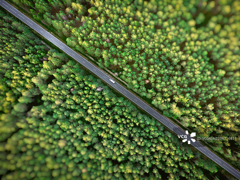 树木间的道路鸟瞰图图片素材
