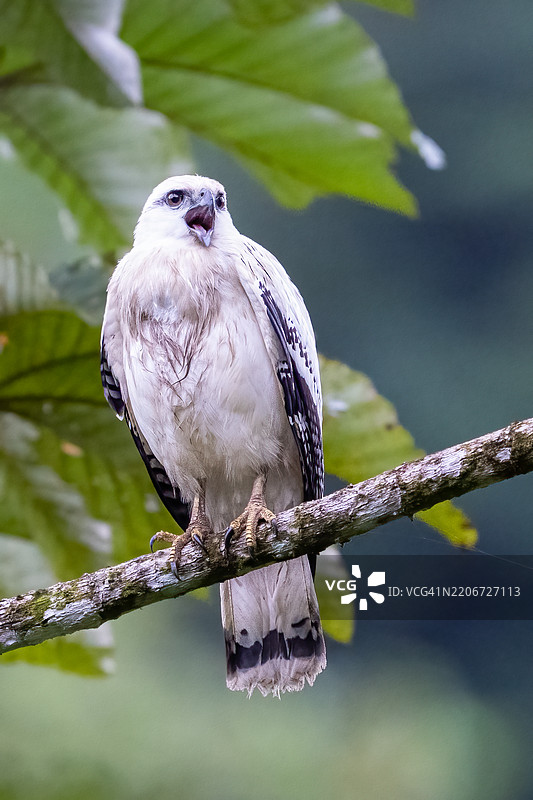 白色鹰，白颈鹰，是一种猛禽。图片素材