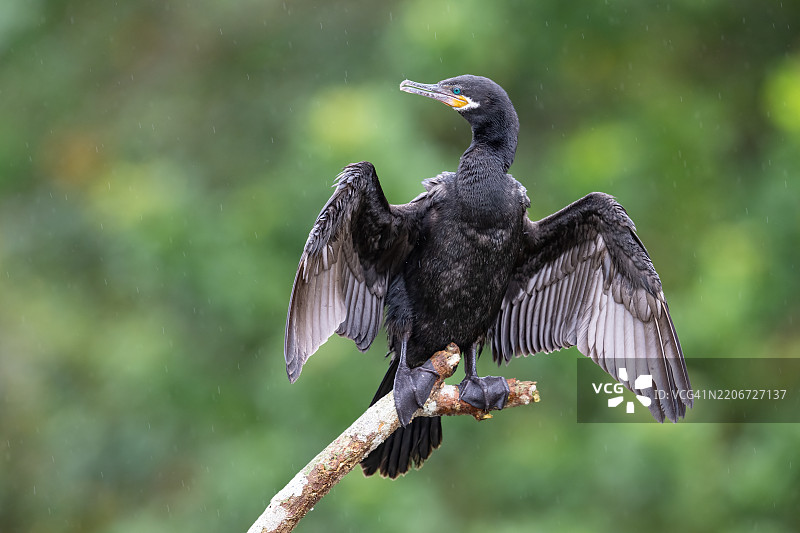 新热带鸬鹚或橄榄鸬鹚，Nannopterum brasilianum图片素材