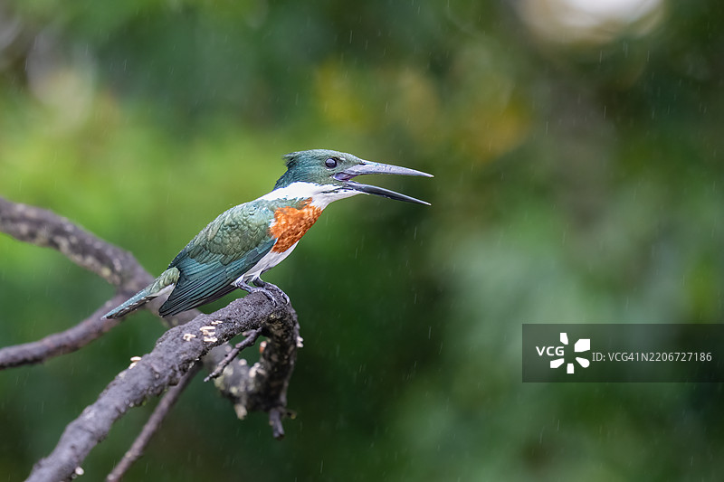 亚马逊翠鸟（Chloroceryle amazona）是一种水鸟翠鸟。图片素材