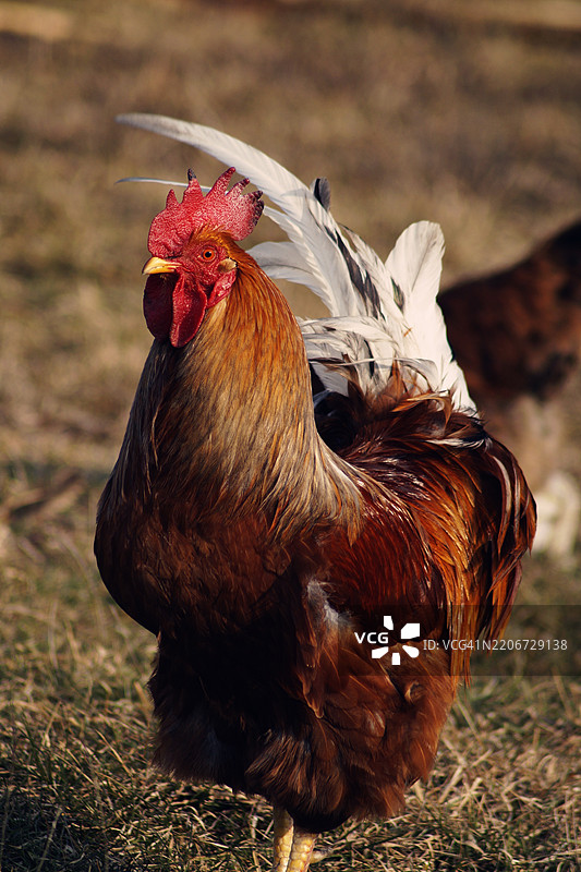 乌克兰的公鸡特写图片素材