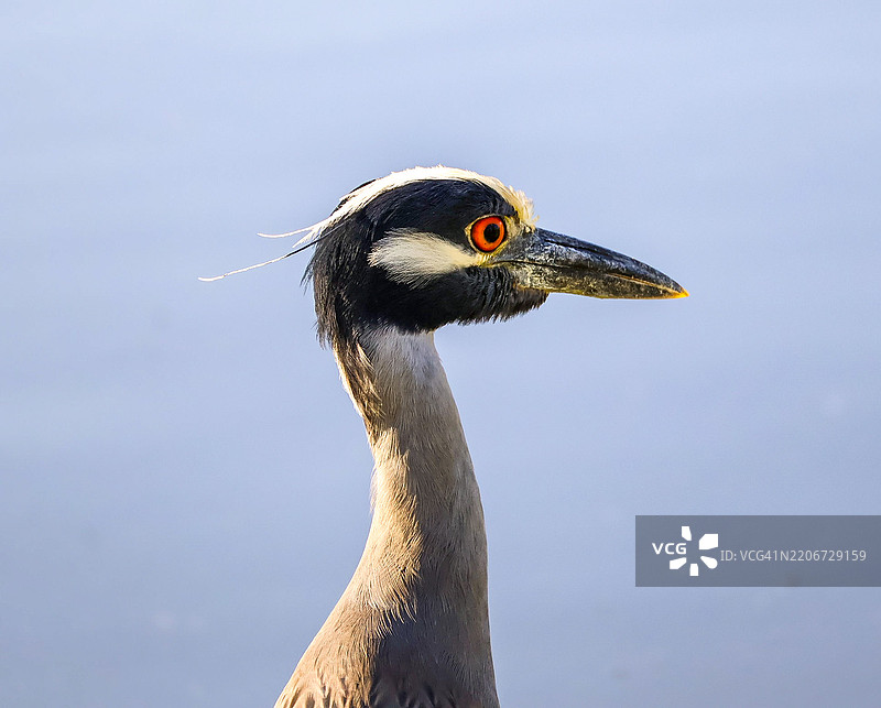 大冠鸊鷉在天空下的特写，佛罗里达州萨拉索塔，美国图片素材