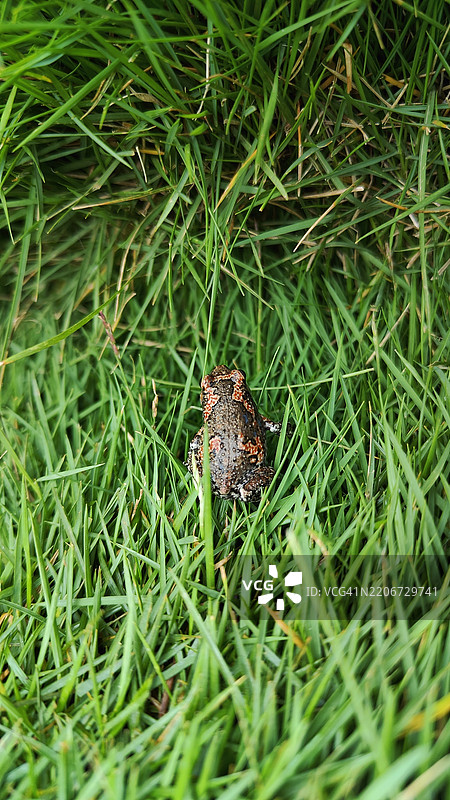 印度草地上的青蛙俯视图图片素材