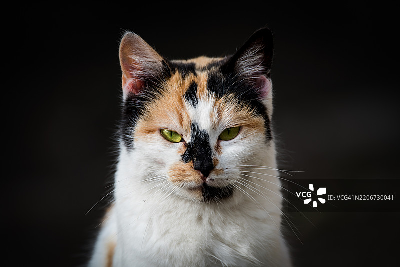 猫的特写肖像，克拉约瓦，多尔日，罗马尼亚图片素材