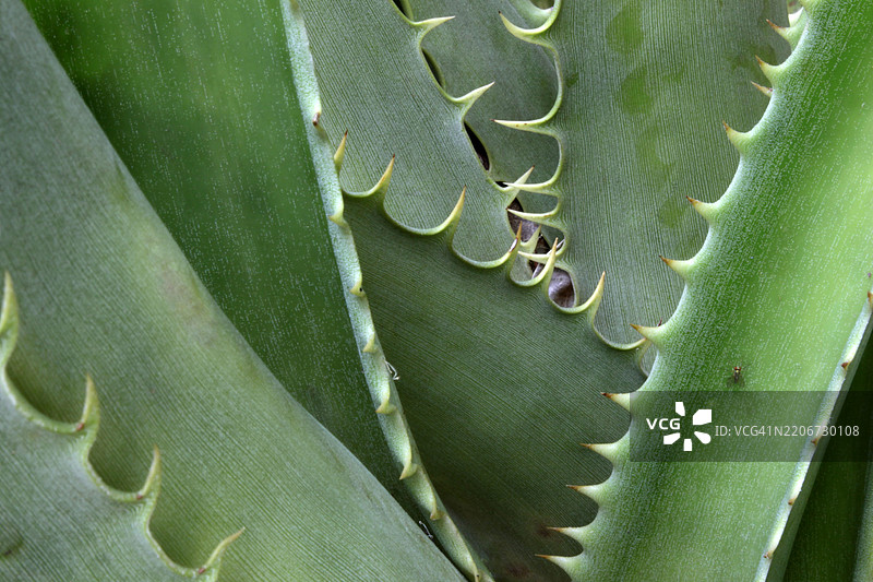 佛罗里达州布雷登顿的仙人掌特写图片素材