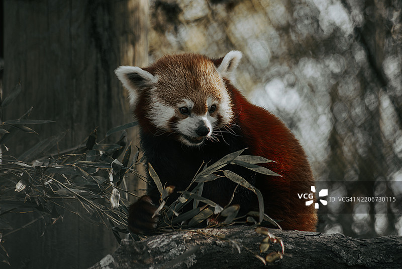 树上的狐狸肖像，田纳西州诺克斯维尔，美国图片素材