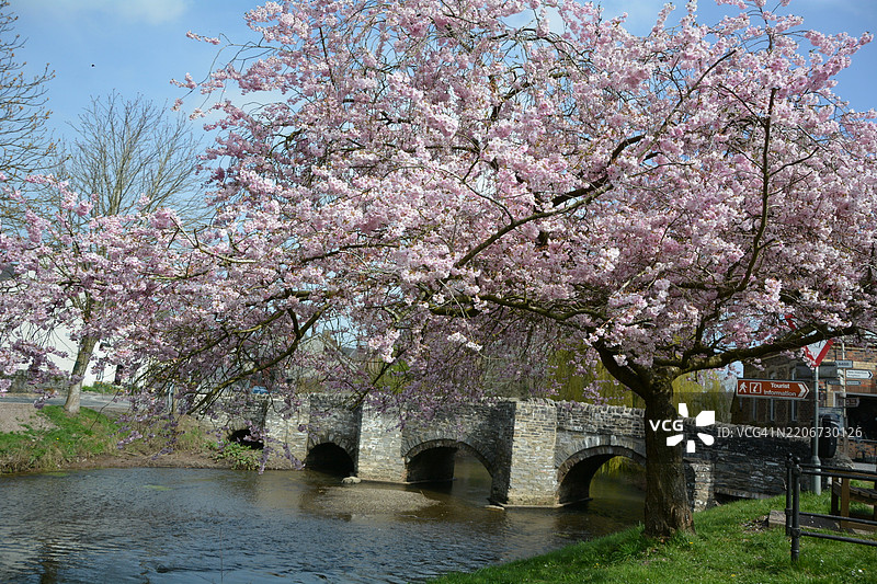 樱花树的景观，哈特菲尔德，英国图片素材