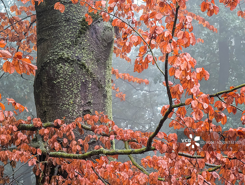 秋天树木的低角度视图图片素材