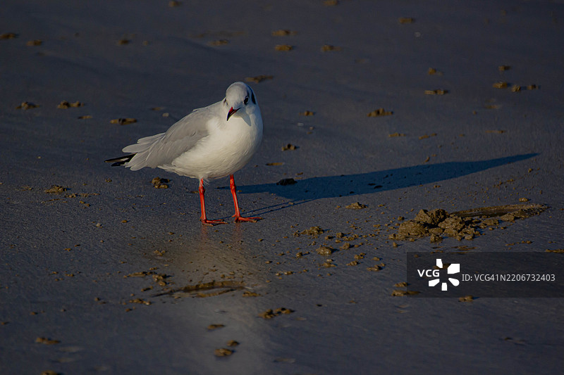 海滩上海鸥的特写镜头图片素材