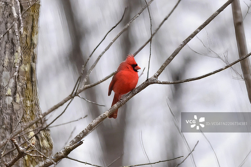 西弗吉尼亚州查尔斯顿的酷春自然保护区的红雀图片素材