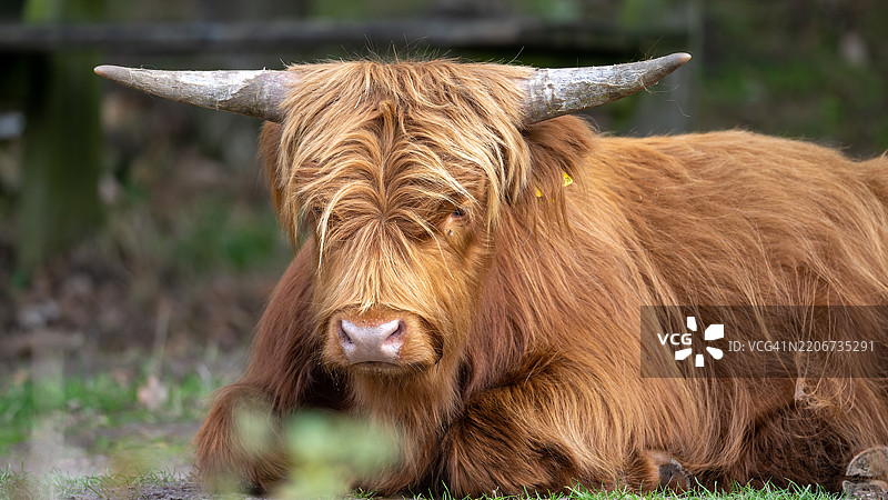 荷兰高地牛特写图片素材