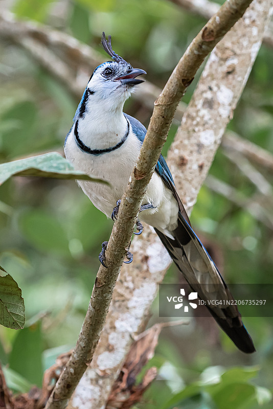 鸟儿栖息在树枝上的特写，拉福尔图纳，阿拉胡埃拉，哥斯达黎加图片素材