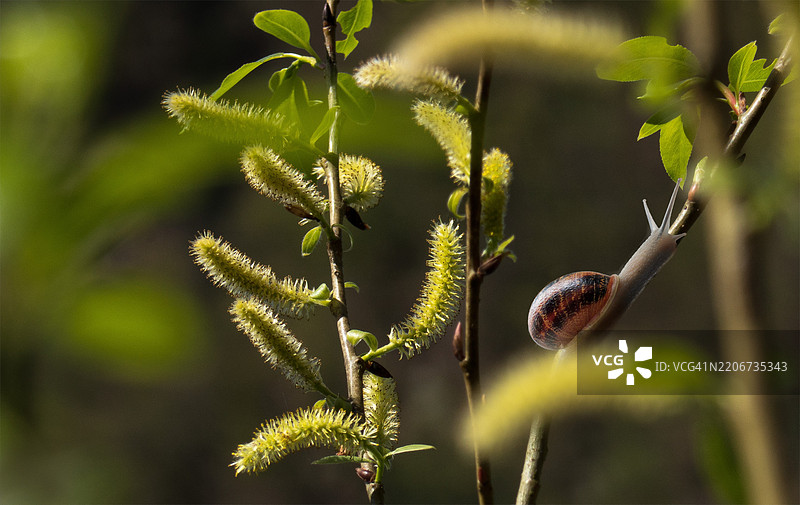 小蜗牛的觉醒图片素材
