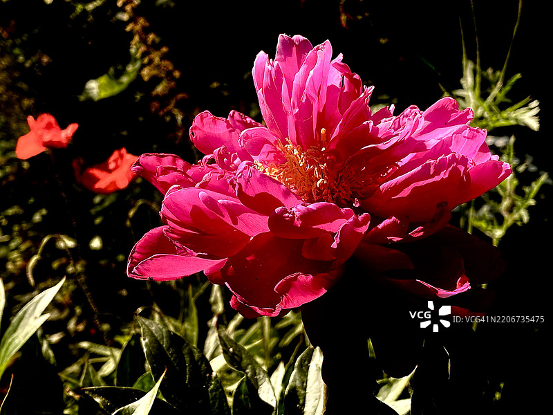 粉色玫瑰花的特写镜头图片素材