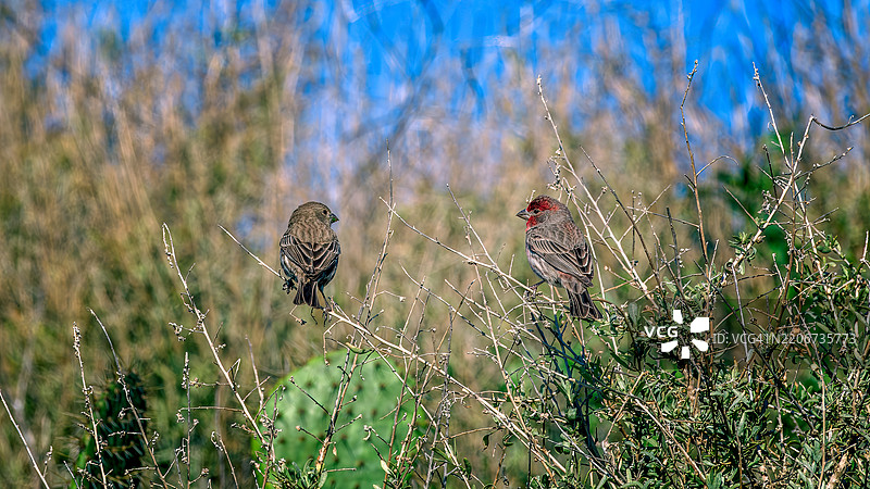 鸟类栖息在植物上的特写，亨廷顿海滩，加利福尼亚州，美国图片素材