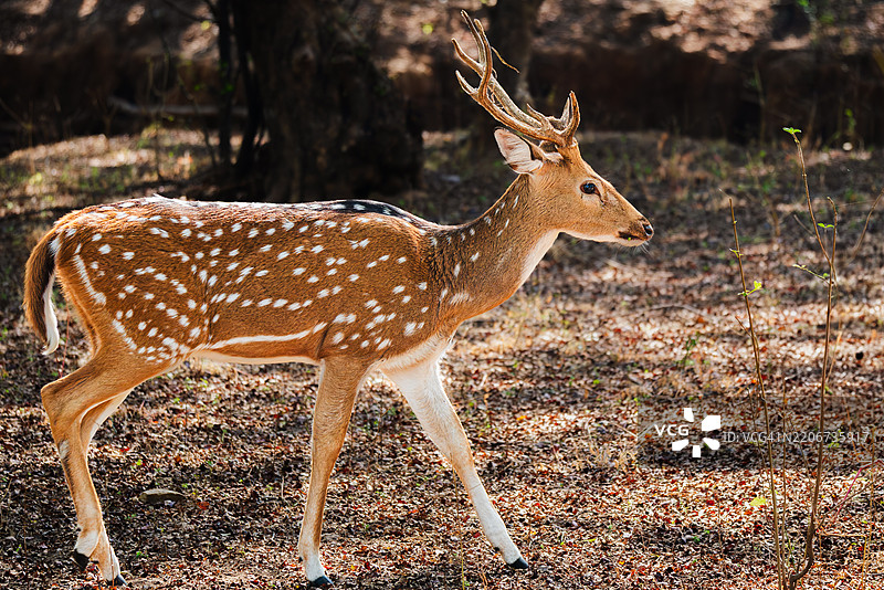 侧面视图的轴斑鹿图片素材