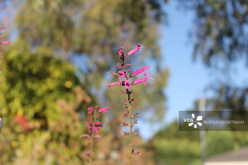 粉色开花植物的特写，维多利亚州，澳大利亚，林伍德图片素材