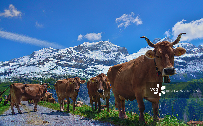在瑞士斯皮里根的克劳森山口，雪山背景下的牛群肖像图片素材