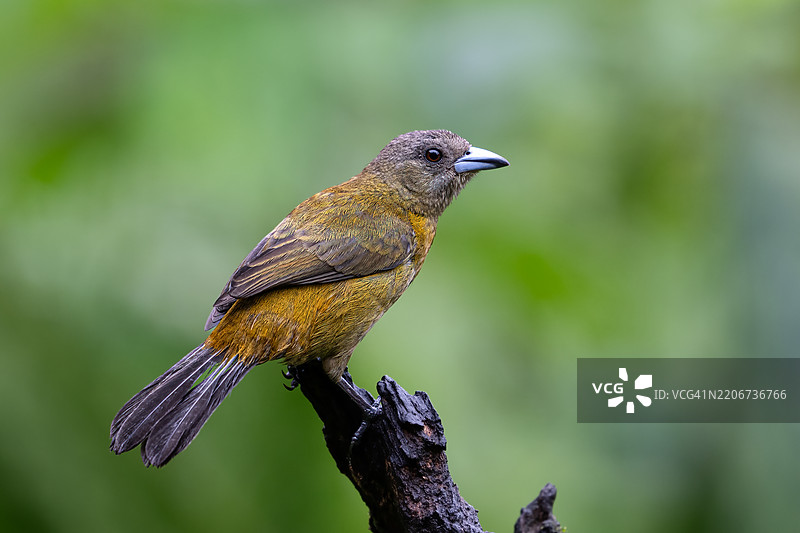 鸟儿栖息在树枝上的特写镜头图片素材