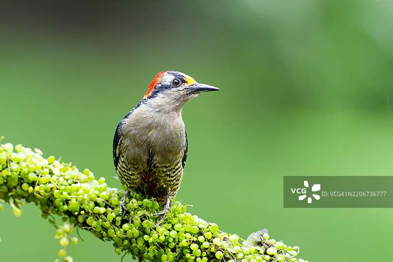啄木鸟栖息在植物上的特写镜头图片素材