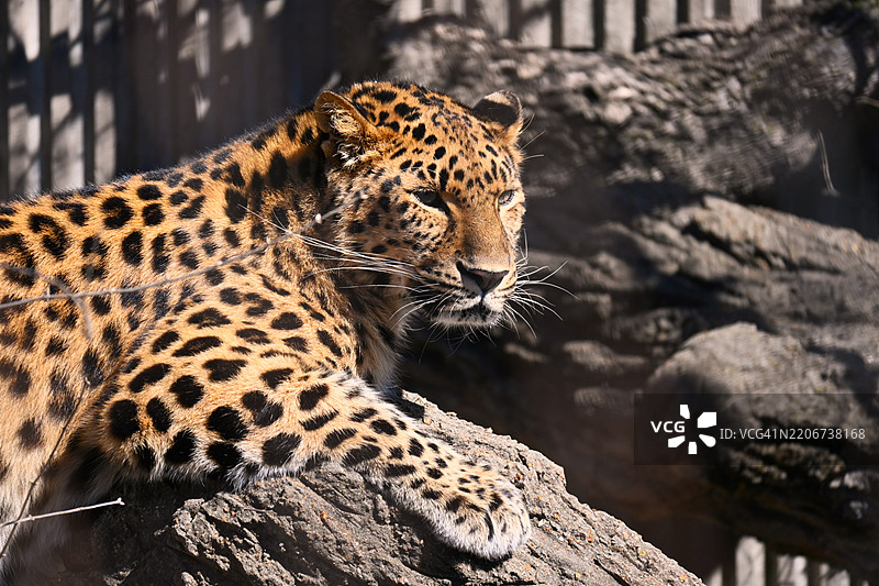 老虎特写，密苏里州圣路易斯，美国图片素材