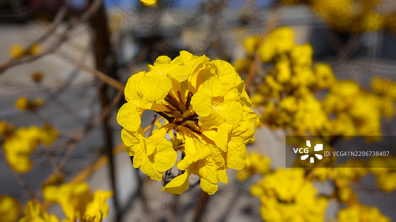 加州格伦代尔的黄色花朵特写图片素材