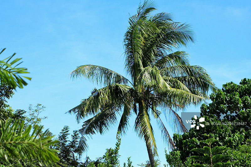 低角度视图的棕榈树与蓝天相映成趣图片素材