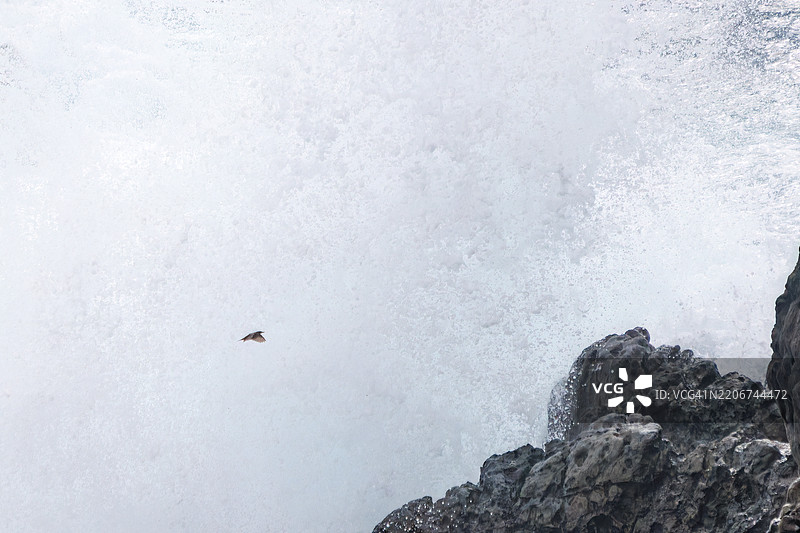 美丽的蓝岩鹨(Monticola solitarius,贝维克的知更鸟科)起飞。白色的海浪拍打着海岸。图片素材