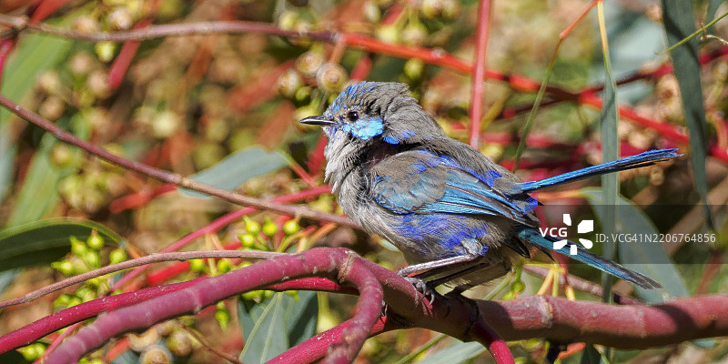 蓬松的雄性华丽仙鹟栖息在桉树枝上图片素材