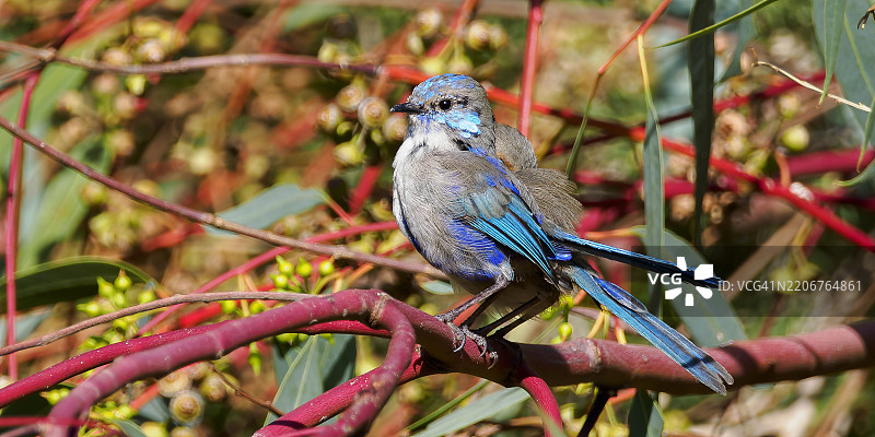 华丽的仙鹟成双栖息在桉树叶间图片素材