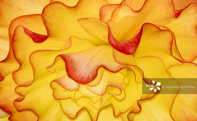 流动的花朵细节图片素材