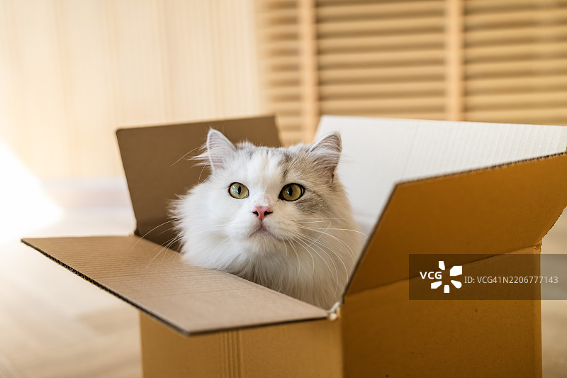 猫在盒子里。图片素材