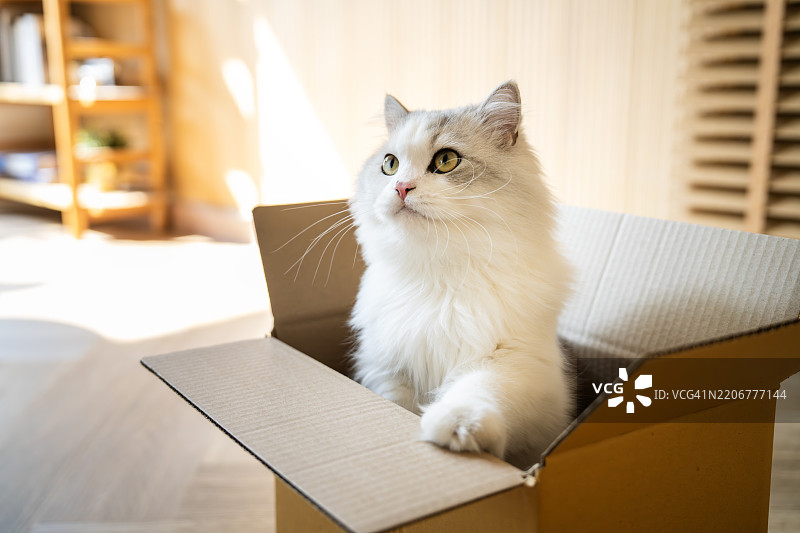可爱的毛茸茸的猫咪坐在舒适的家中的盒子里图片素材