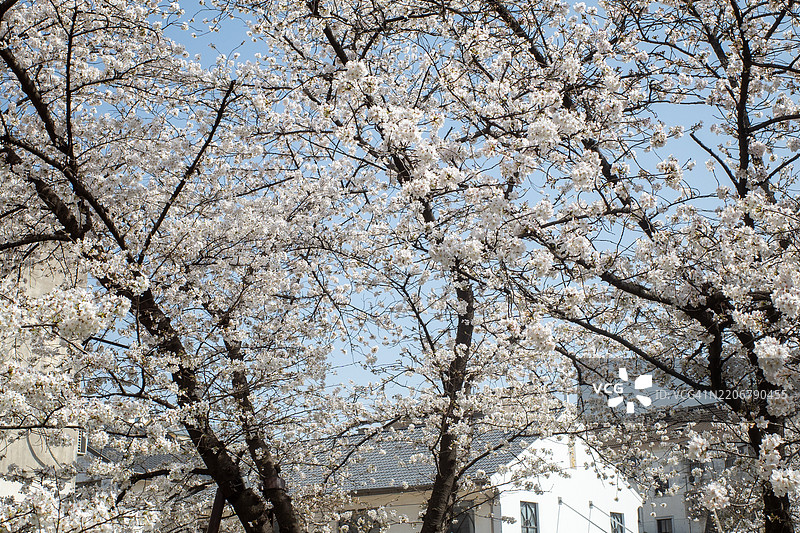 常熟古城盛开的白色樱花全景。图片素材