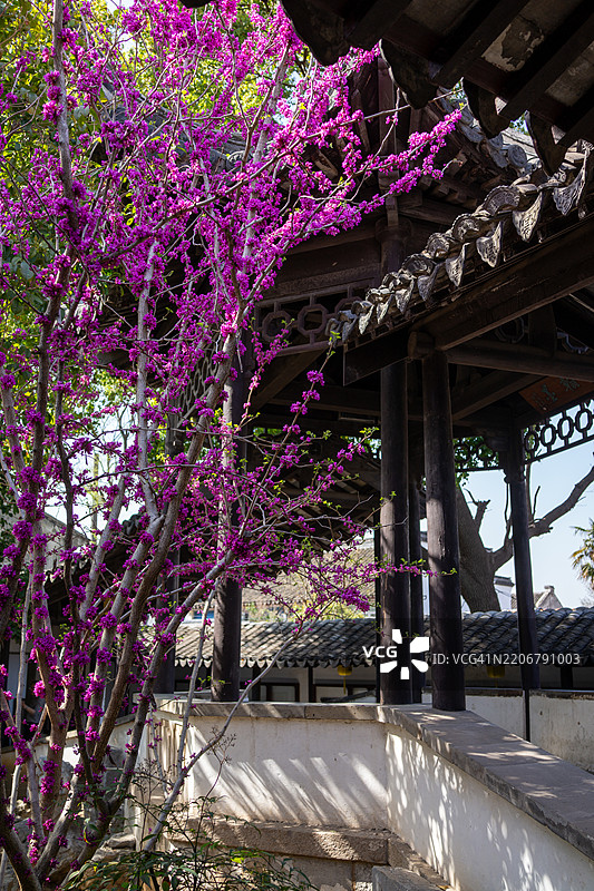 中国园林院子里的盛开紫荆花图片素材