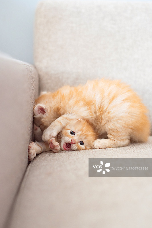 两只小猫在家里的沙发上玩耍图片素材