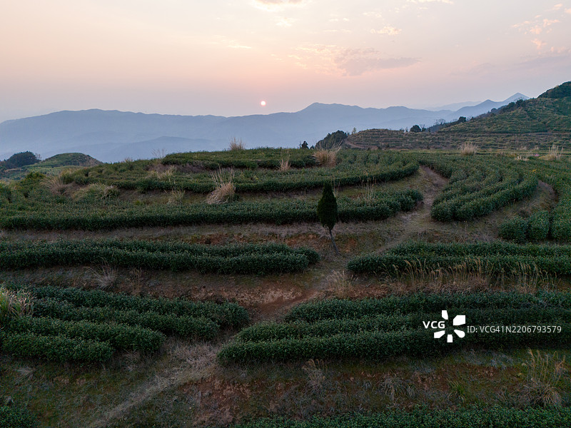 梯田茶园上的日落图片素材