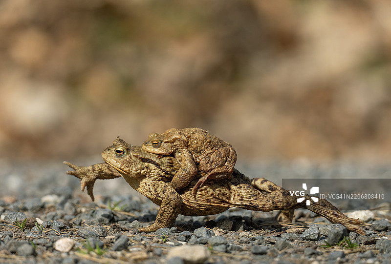 雌雄普通蟾蜍（Bufo bufo，拉丁语bufo意为“蟾蜍”）图片素材