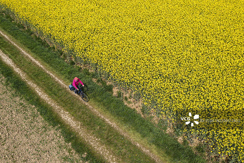 骑士与黄色油菜花田图片素材