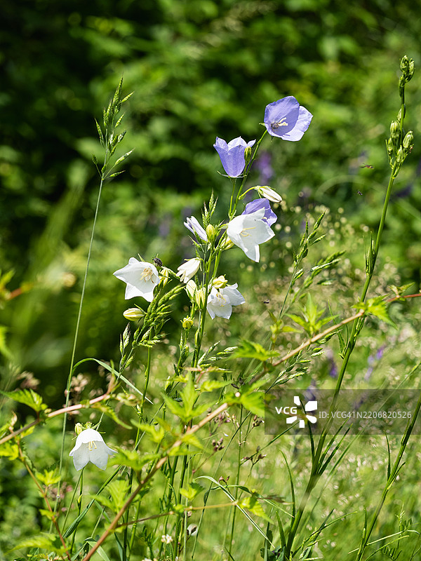 夏季花园中白色和蓝色的铃兰特写。桃叶铃兰（Campanula persicifolia）图片素材