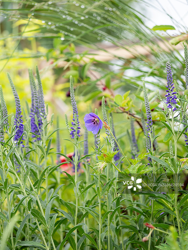 蓝色的尖穗花序特写，花园中的尖花速生草图片素材