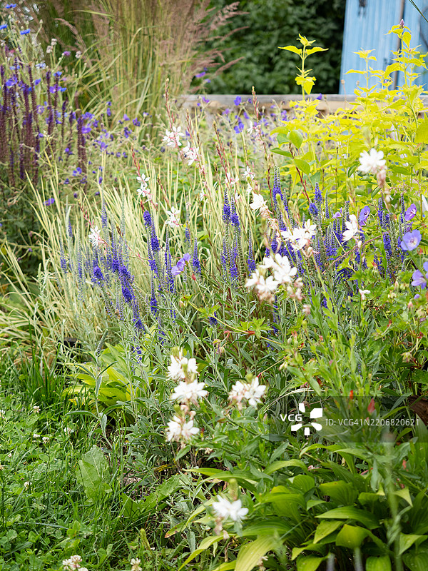 夏季后院花园景观，花坛中盛开的蓝色刺状速生草。现代乡村小屋花园，混合边界中有观赏植物和草类。图片素材