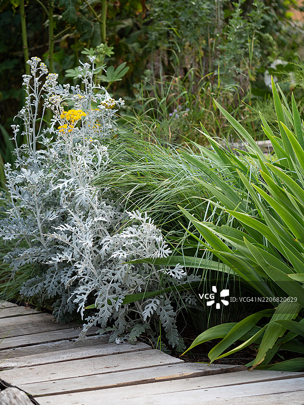 春季花坛混合边界，种植多年生植物和观赏植物，配有木质小径。植物组合包括银叶植物与绿色草坪。银色蓟（Jacobaea maritima）、须草（Schizachyrium）和须鸢尾。图片素材