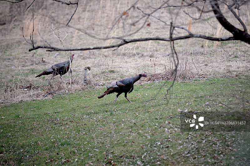野生火鸡图片素材